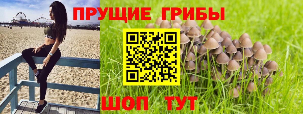 Тосно  Галлюциногенные грибы MAGIC MUSHROOMS  Вход с VPN 